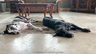Harlequin and Black Great Danes Love Sleeping Side By SIde