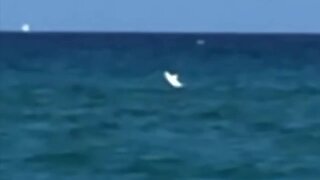 VIDEO: Spinner shark spotted at Ocean Reef Park in Riviera Beach
