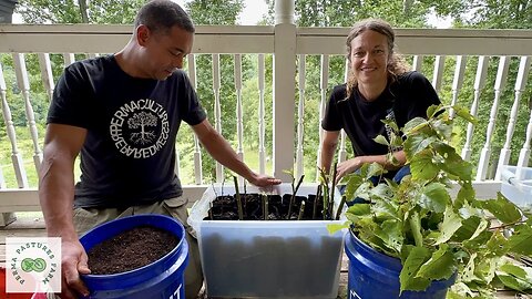 Harvest Abundance for Free: Propagate Your Own Fruit and Nut Trees with These Simple Cuttings!