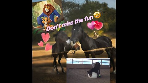 Funny horses 🐎 not to ignore 🤩🤩