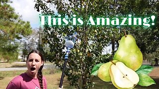 Harvesting Pears with a Fruit Grabber!