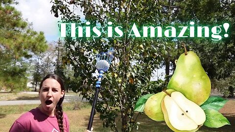 Harvesting Pears with a Fruit Grabber!
