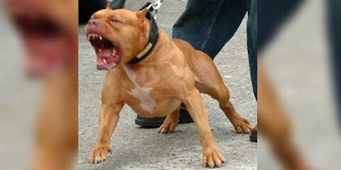 Pitbull agressive