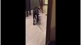 Dog Attempts To Sneak Up On German Shepherd In Plain Sight