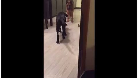 Dog Attempts To Sneak Up On German Shepherd In Plain Sight