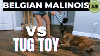 Belgian malinois Vs Tug toy