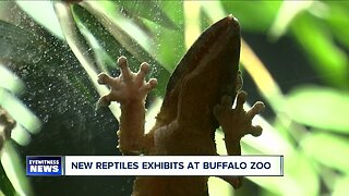 New reptile exhibit opens at Buffalo Zoo
