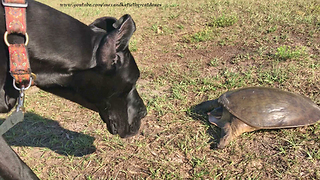 Curious Great Dane Is Completely Fascinated By First Turtle Encounter