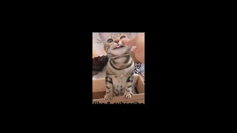 Cute cats funny video