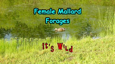 Female Mallard Forages