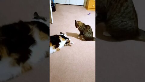 Play Cat Fight