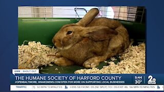 Pets up for adoption at the Humane Society of Harford County