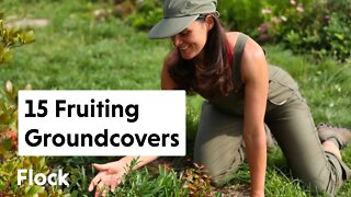 15 FRUITING GROUNDCOVERS You Should Be Growing — Ep. 124