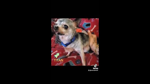Titan the 17yr old Chihuahua
