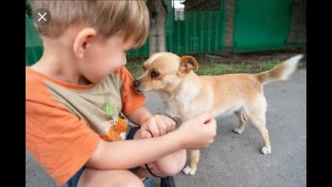 Dog playing