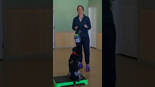 Collar Conditioning Your Dog For Place Training