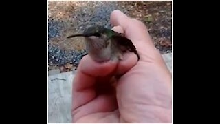 Hummingbird Rescue - 2018-05-07