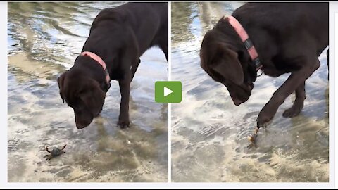 Playful pup gets pinched on the nose by angry crab