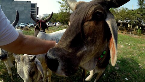 Kindly tourist takes pity on hungry stray cows in India