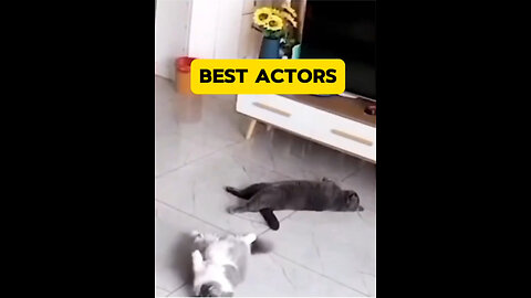 Funny cats video😄| trending cats😹 videos| Pro🙀level cats