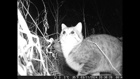 Trail Cam: Solitary Stray