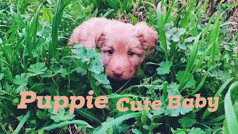 Dogs baby Funny pet 🐶🐶animal Puppies Video Rumble