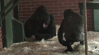 Silverback Gorilla shoves son, shows his teeth