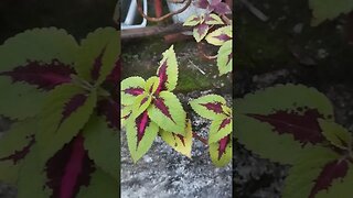 VLOG - FLOWERS 🌺🌹- GARDEN UPDATE SHOWING FLOWERS - GARDENING - NATURE #shorts