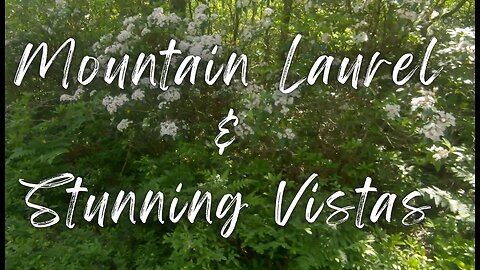 Mountain Laurel and Scenic Vistas in the Pennsylvania Wilds – Cameron County