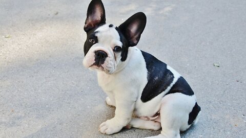 Cutest French Bulldog Funny and Cute French Bulldog Puppies Cutest French Bulldog
