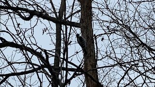 Hairy Wood Pecker James Gardens