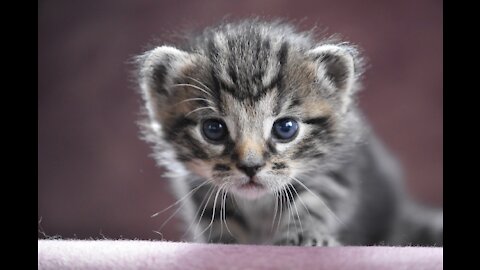 Very cute beautiful kittens 2021