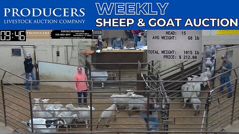 4/4/2023 - Producers Livestock Auction Company Sheep & Goat Auction