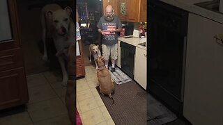 My Two Rescue Dogs Showing Off For Treats. MY Bella And Benny. Wait Until End