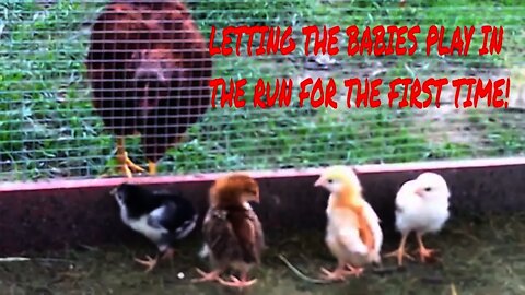 HAPPY BABY CHICKS Play In Chicken Run/Angry HENS OUT!