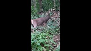 HUGE BUCK