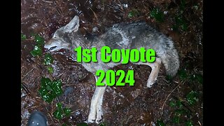 Coyote Head Shot with Air Rifle