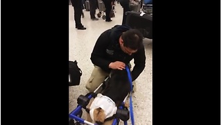 Paralyzed dog greets owner at the airport
