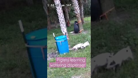 Live Cam Piglets (excerpt) learning watering system #shorts #piglets #piglet #pig #hog #livecam