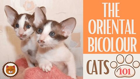 🐱 Cats 101 🐱 ORIENTAL BICOLOUR CAT - Top Cat Facts about the ORIENTAL BI