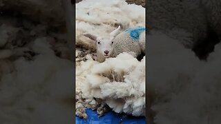 baby lambs #shearing #sheep #sheepsheep #sheephusbandry #lamb #sheepfarming #farmlife #animal