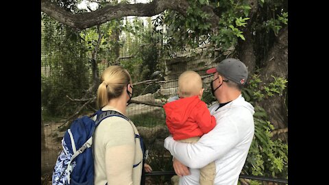 A Day at the Zoo