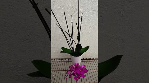 I cut fresh blooms off | Phase 1 rescue of Phalaenopsis terminal spike #ninjaorchids #shorts