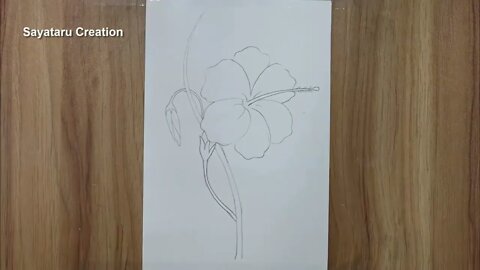 How to draw a hibiscus flower step by step pencil sketch