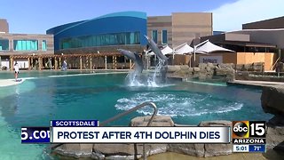 More trouble for Dolphinaris