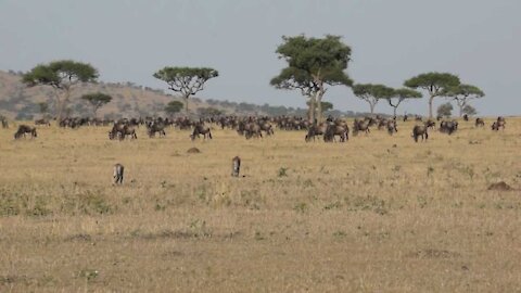 Cheetahs stalking and bringing down at Wildebeest