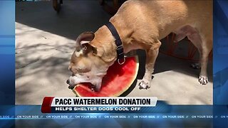 PACC asking for community's help to keep shelter dogs cool