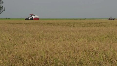 Harvesting rice