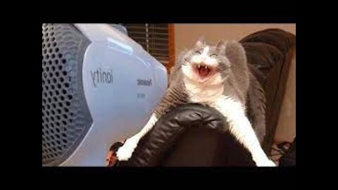 A cat using a hair dryer