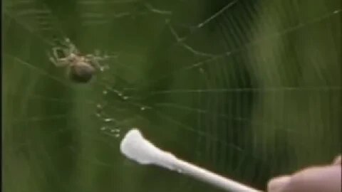 Spiders On Drugs